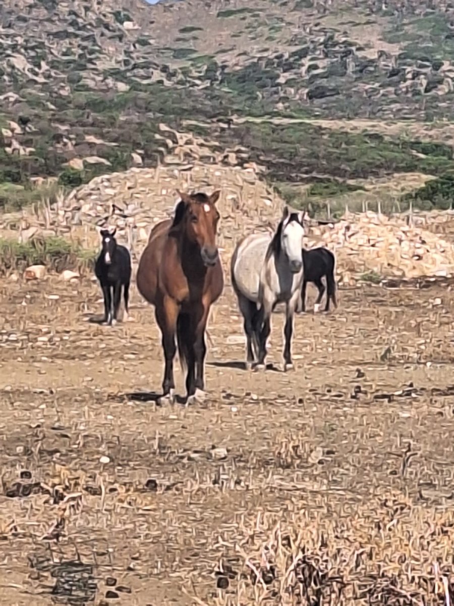 Segelboot - Bavaria Yachts - 4 {{i18n.cabins}}