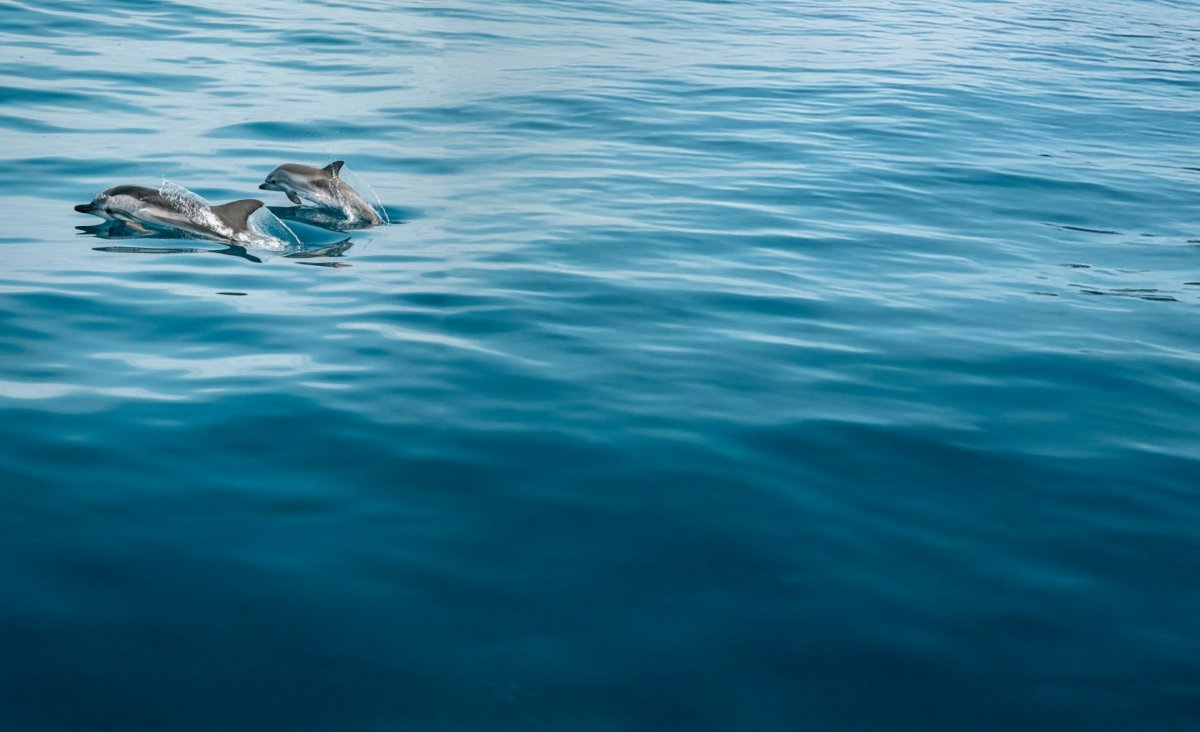 Fortgeschrittener Segelkurs: Verbessern Sie Ihre Segelfähigkeiten