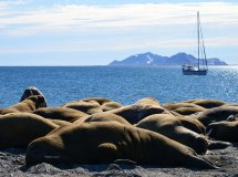 Explora el safari de navegación en Svalbard