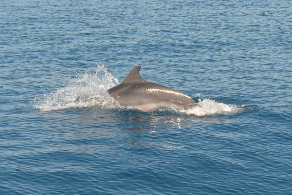 Corso di navigazione su uno yacht moderno