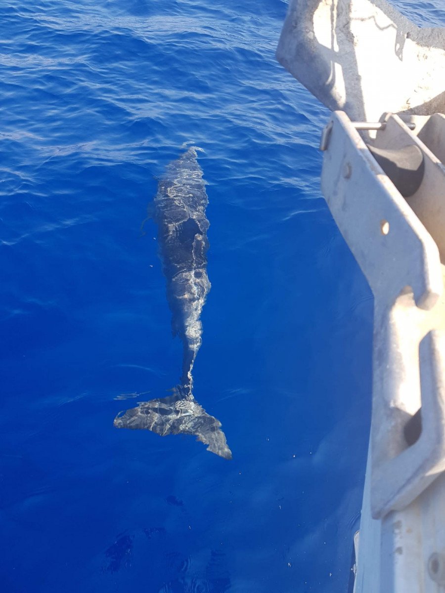 Gita in barca alle isole