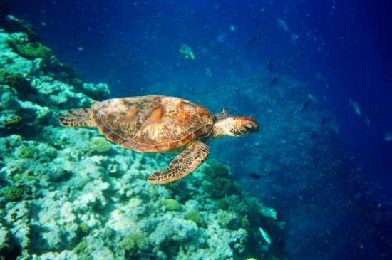 viajes en barco columbretes