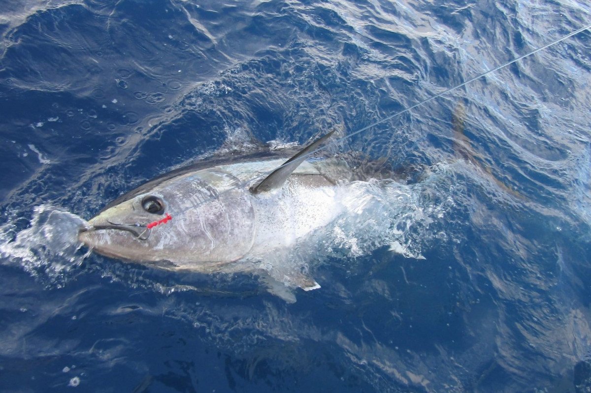 Boat at sea with tuna