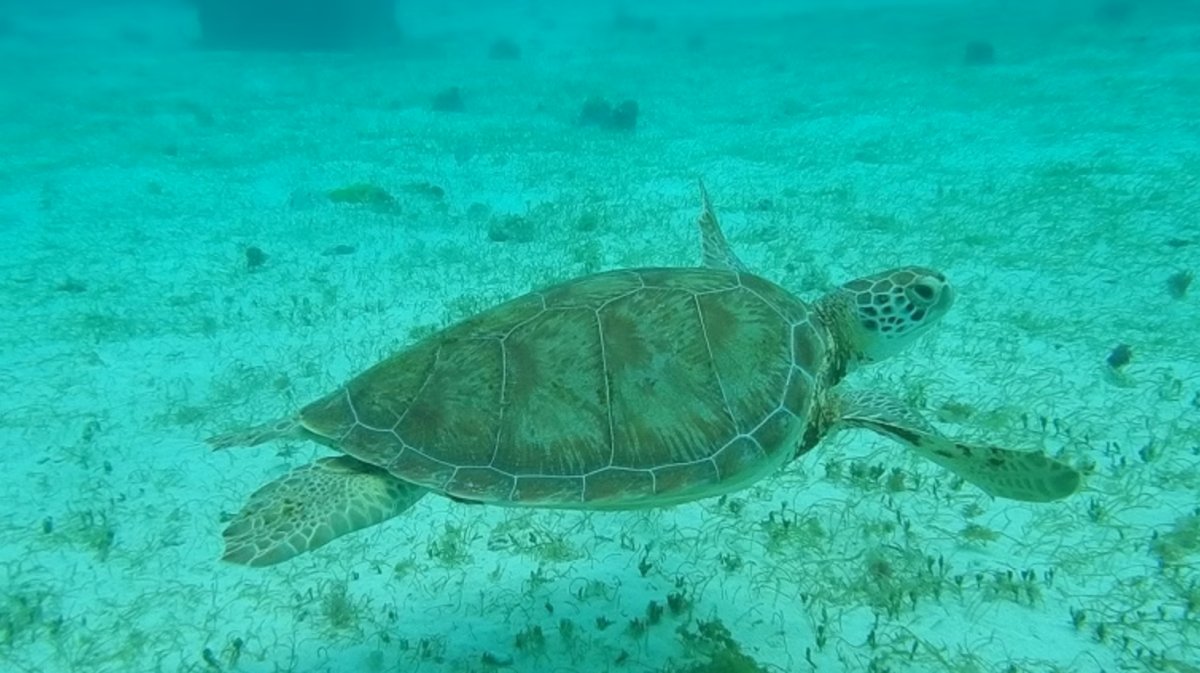 Explora las islas del Caribe en un catamarán