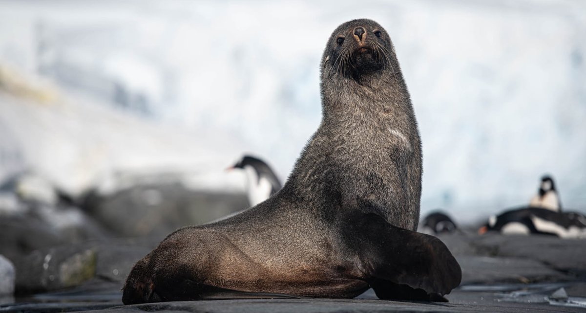 Kayak al Circolo Polare Antartico: Scopri il 66°