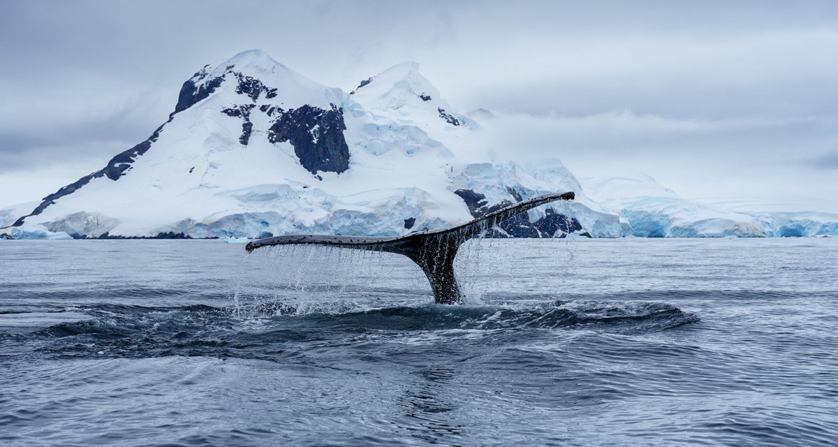 Aventura en kayak en el Círculo Polar Antártico