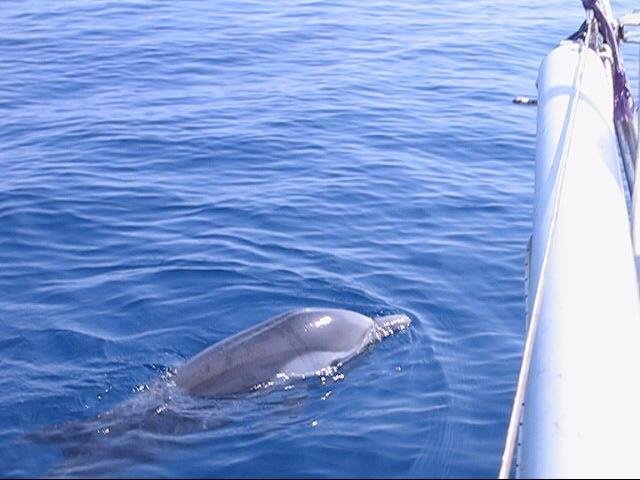 Corso di vela a Ischia