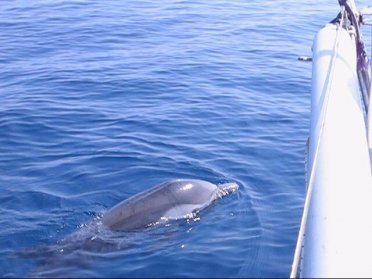 DESDE LAS ISLAS PONTINAS A LAS ISLAS FLÉGREAS CRUCERO EDUCATIVO AVISTAMIENTO DE BALLENAS Y PAISAJE SONORO