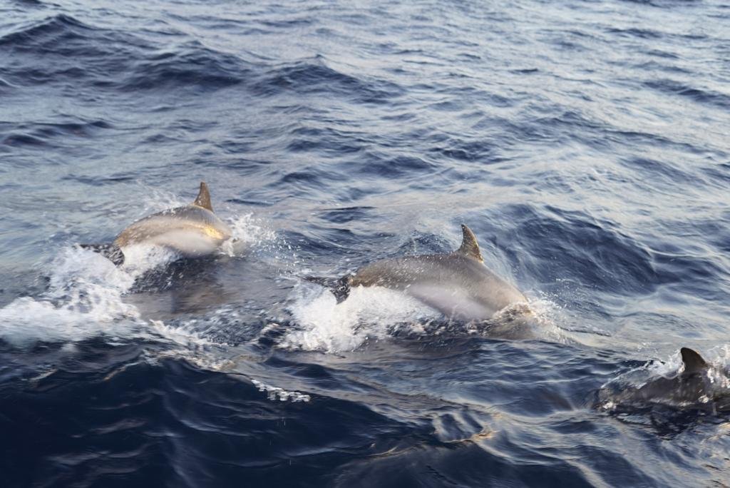 Live a sailing adventure from Denia to Huelva on a boat