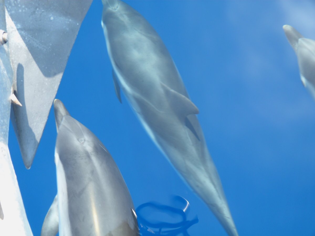 Escursioni in barca tra le acque della Grecia