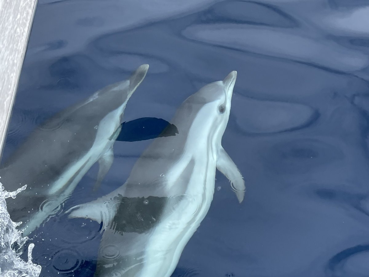 Genießen Sie die Ausblicke und Aktivitäten während Ihres Segelurlaubs