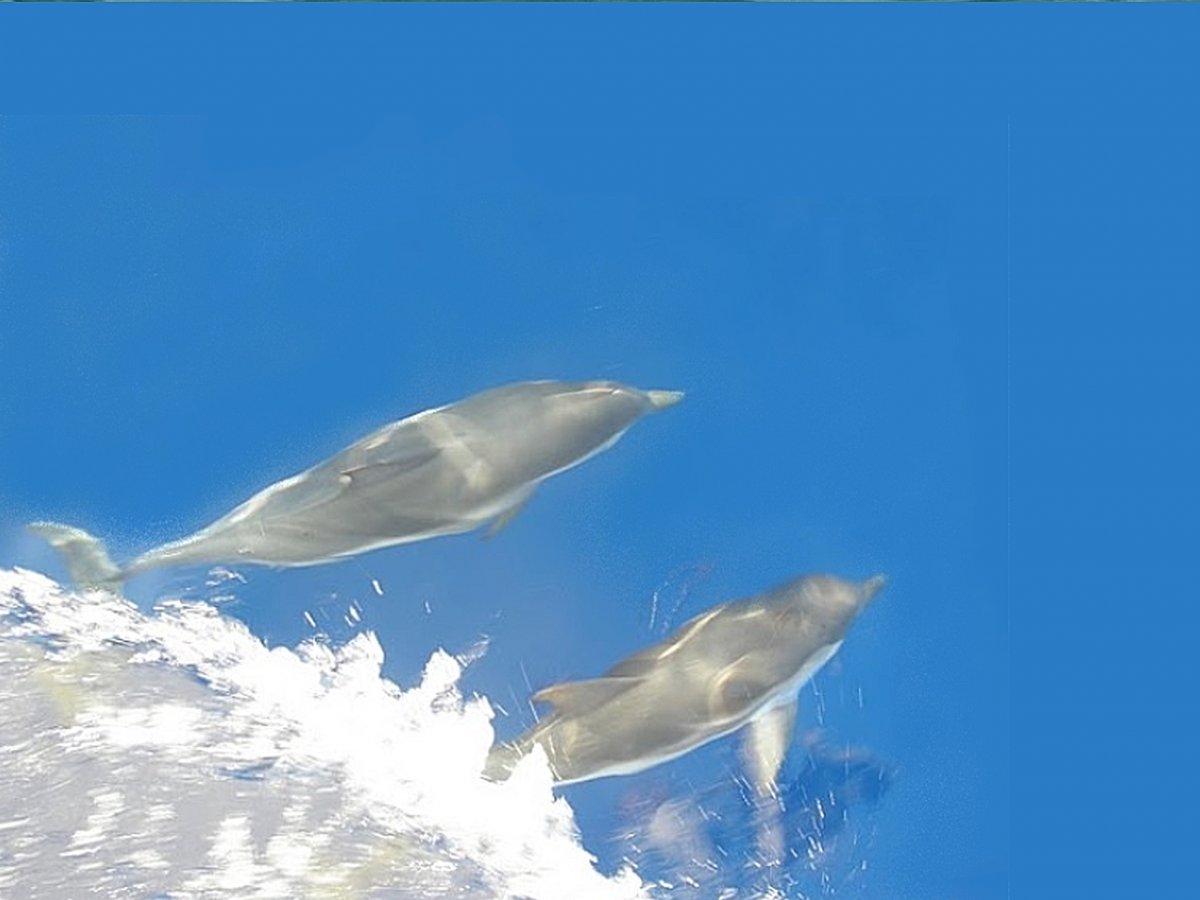 Avventure nautiche nel Golfo dei Poeti