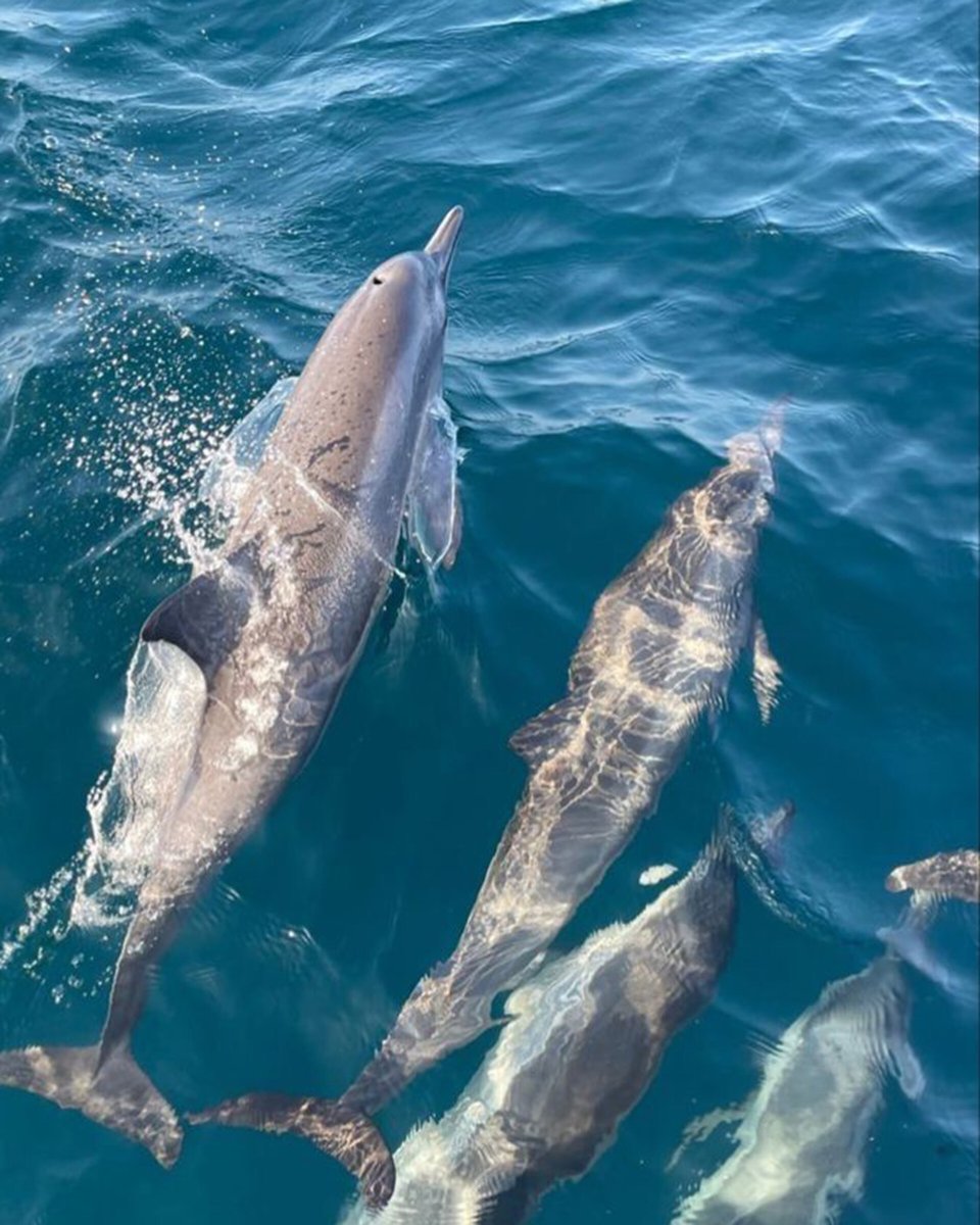 Enjoy a Catamaran Cruise Across the Atlantic