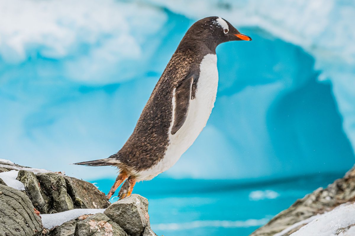 Descubre la naturaleza en estado puro