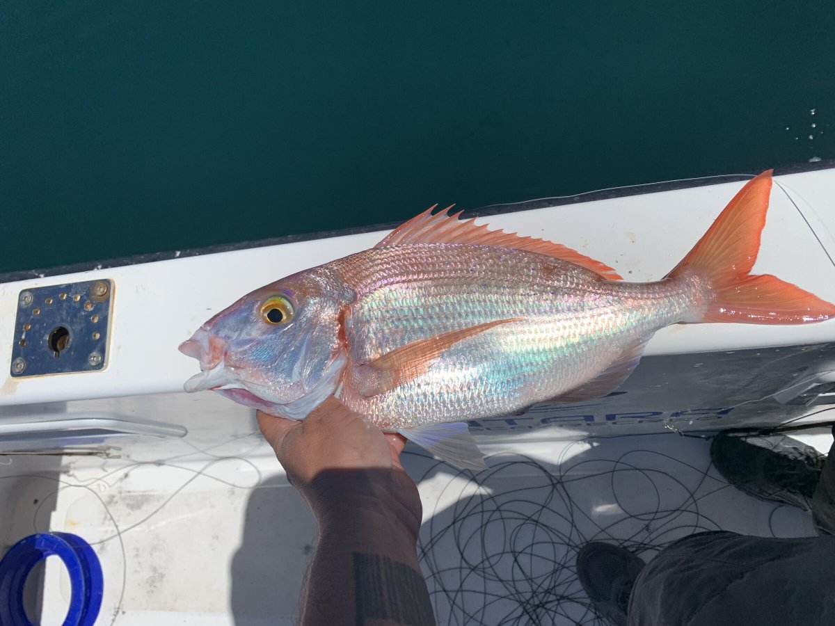 Pesca nel Mediterraneo