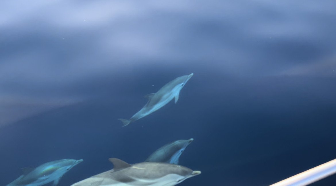 Impara a navigare in un corso di vela a Maiorca da Costa Dorata.