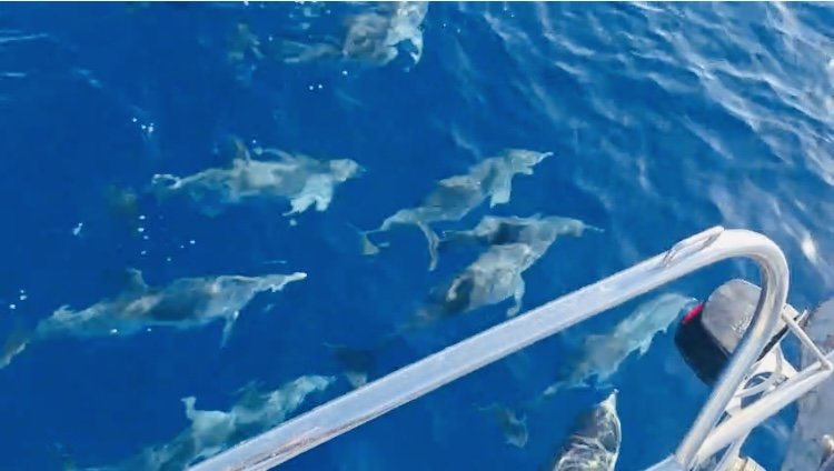 Explore the Atlantic on an exciting boat journey