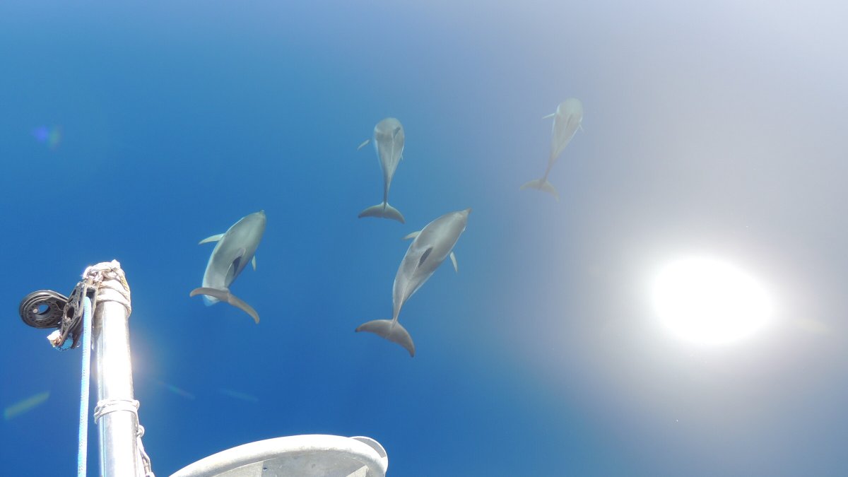 Goditi la bellezza naturale di Menorca dal mare