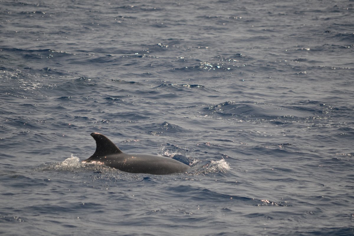 Dufour Yachts - 10.35 metros