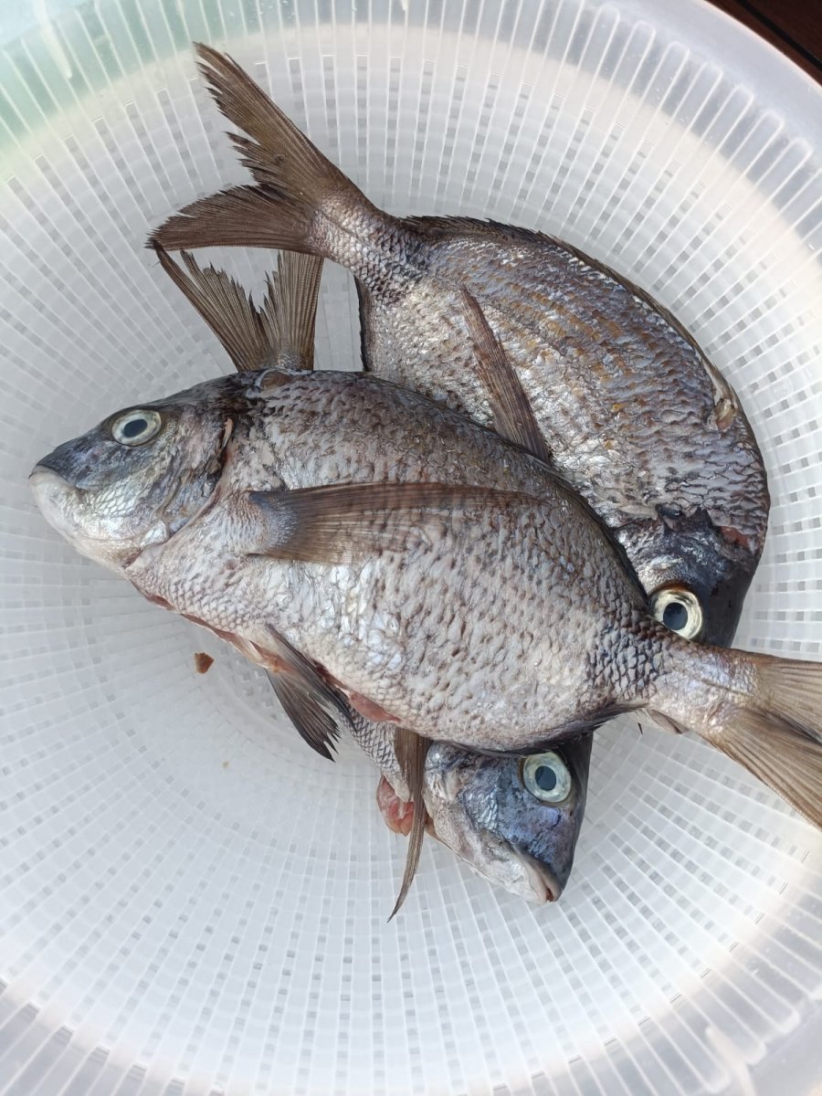 Segelboote an der sardischen Küste