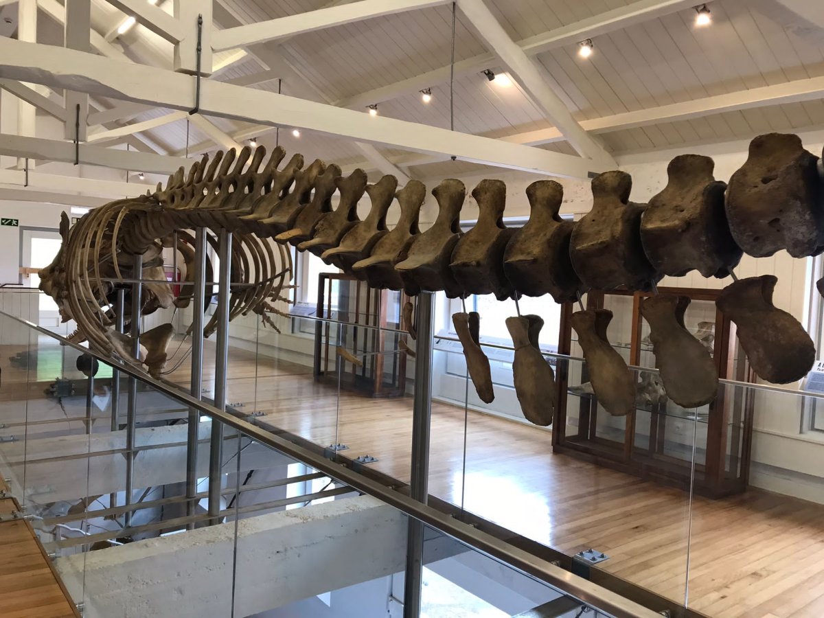 Erkunden Sie die Meere mit einer Bermuda-Azoren-Kreuzfahrt