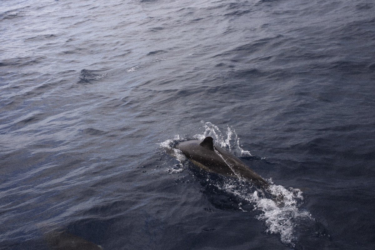 Barca a vela attraverso le isole Ionie