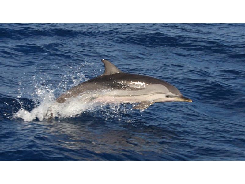 Corso di navigazione in alto mare: 8 giorni di scoperta!