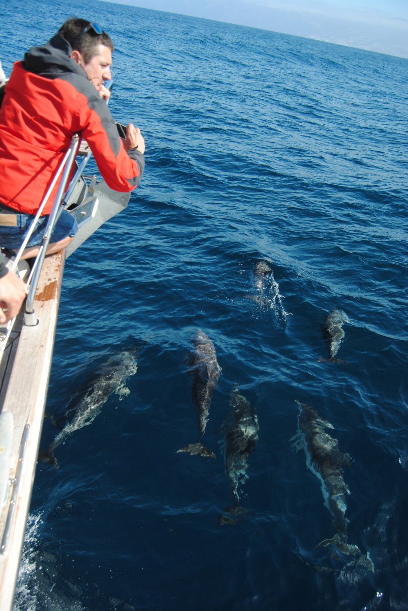 delfines en la proa.jpg