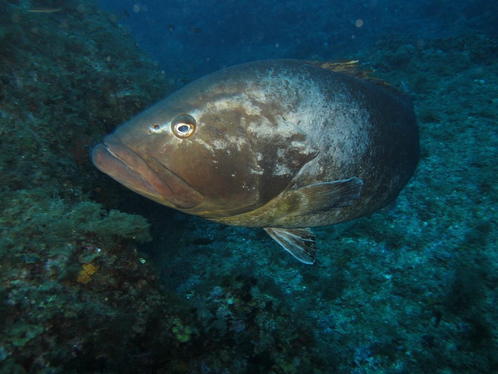 Erforschen Sie klare Gewässer von einem Segelboot in Barcelona