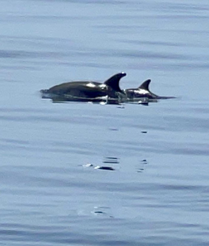 Attraversa lo Stretto in barca a vela da Puerto Banús a Ceuta