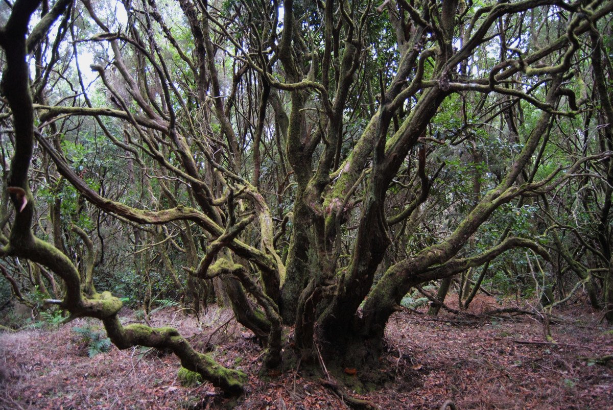 Sandy Beach in La Palma
