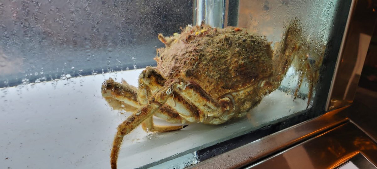 Segelboot im Meer mit grünen Wellen