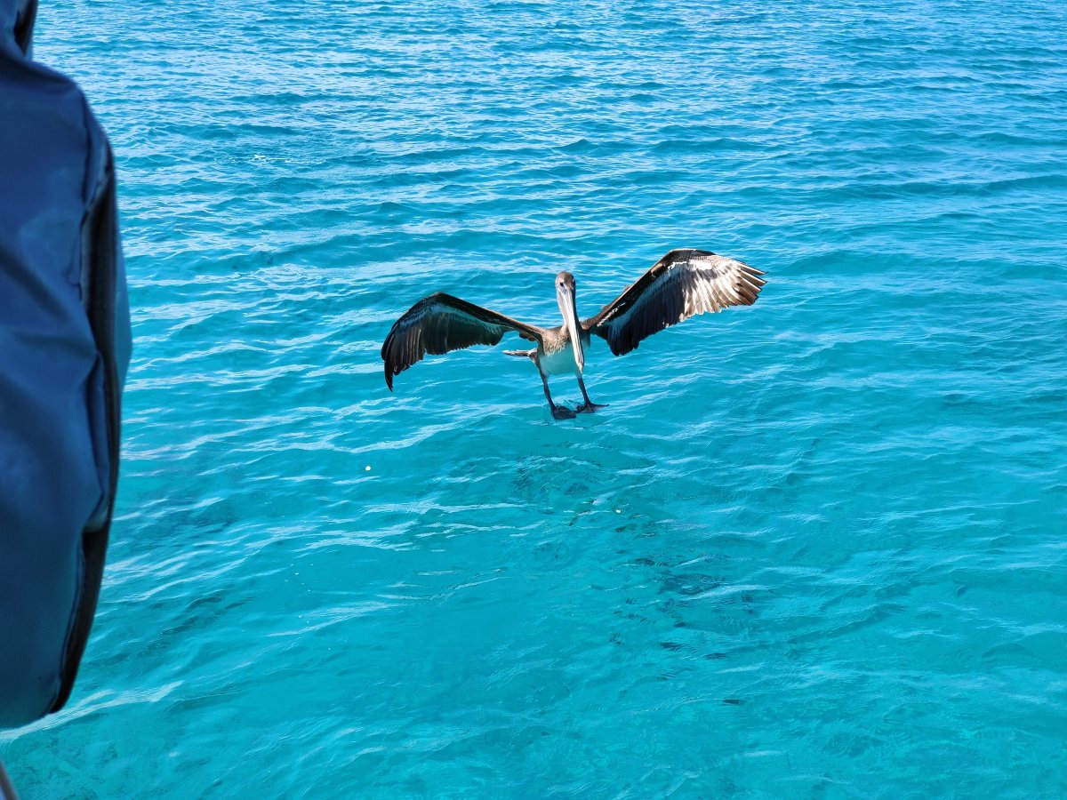 Segelreise zu den Cayman Inseln von Kuba