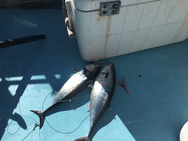 vacaciones en velero el rompido 