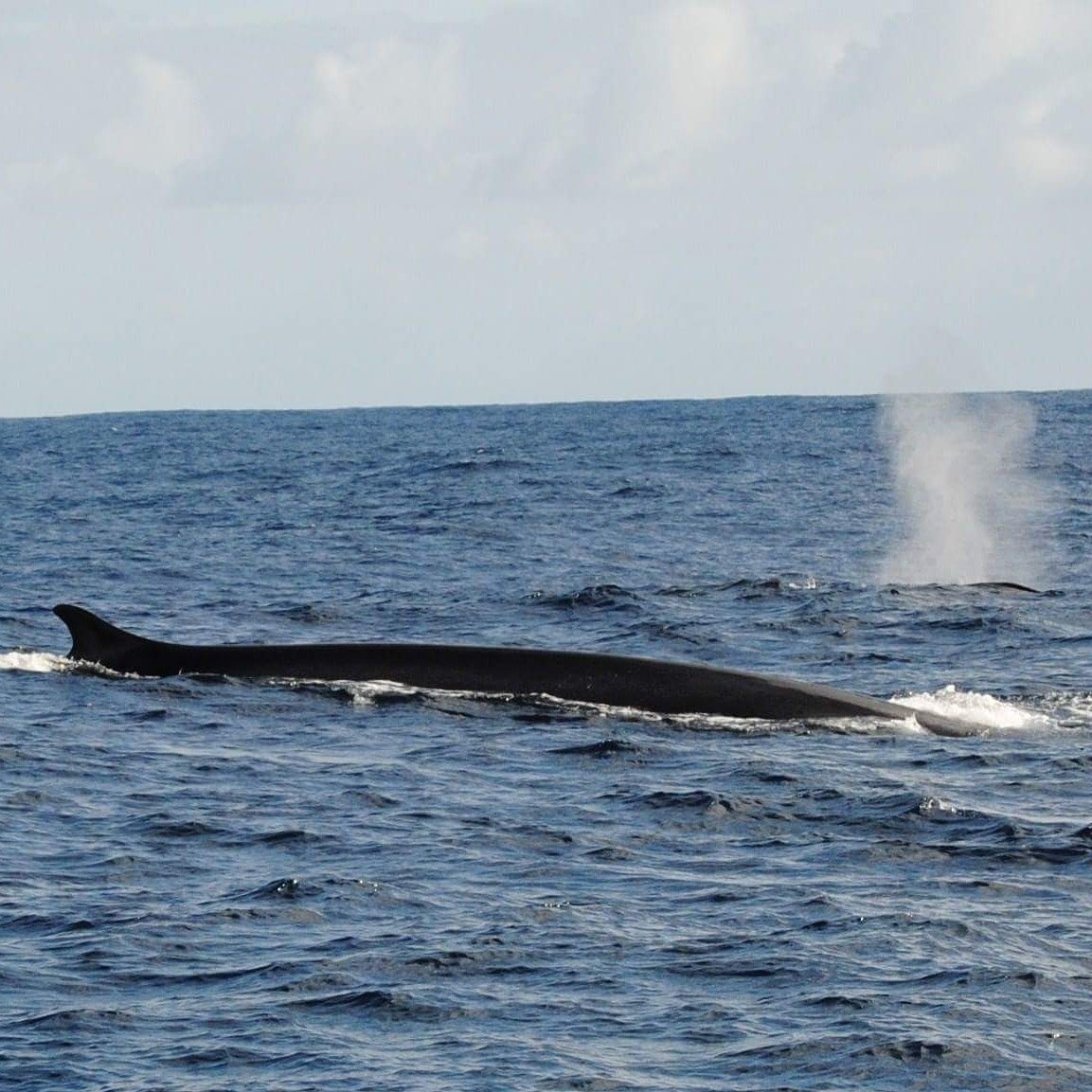 Navega y bucea en Ibiza y Formentera durante una semana