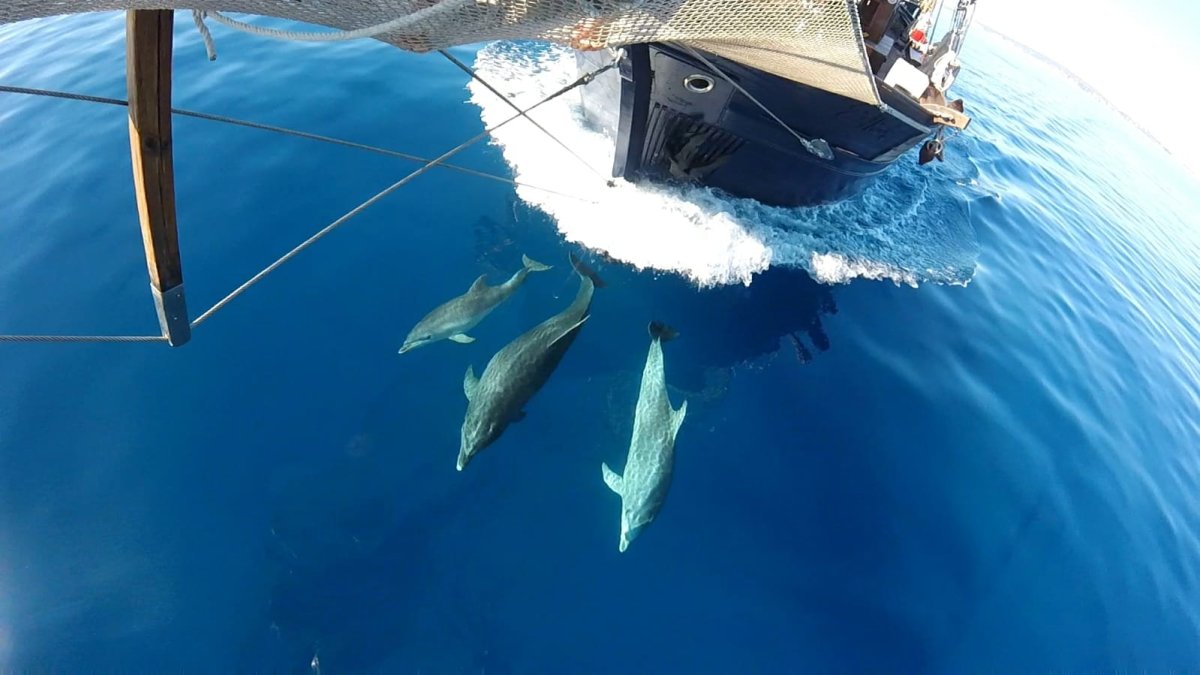 Excursión en velero clásico para avistamiento de cetáceos desde Palamós