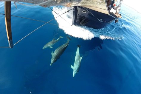 Tour de Avistamiento de cetáceos en velero clásico desde Palamós