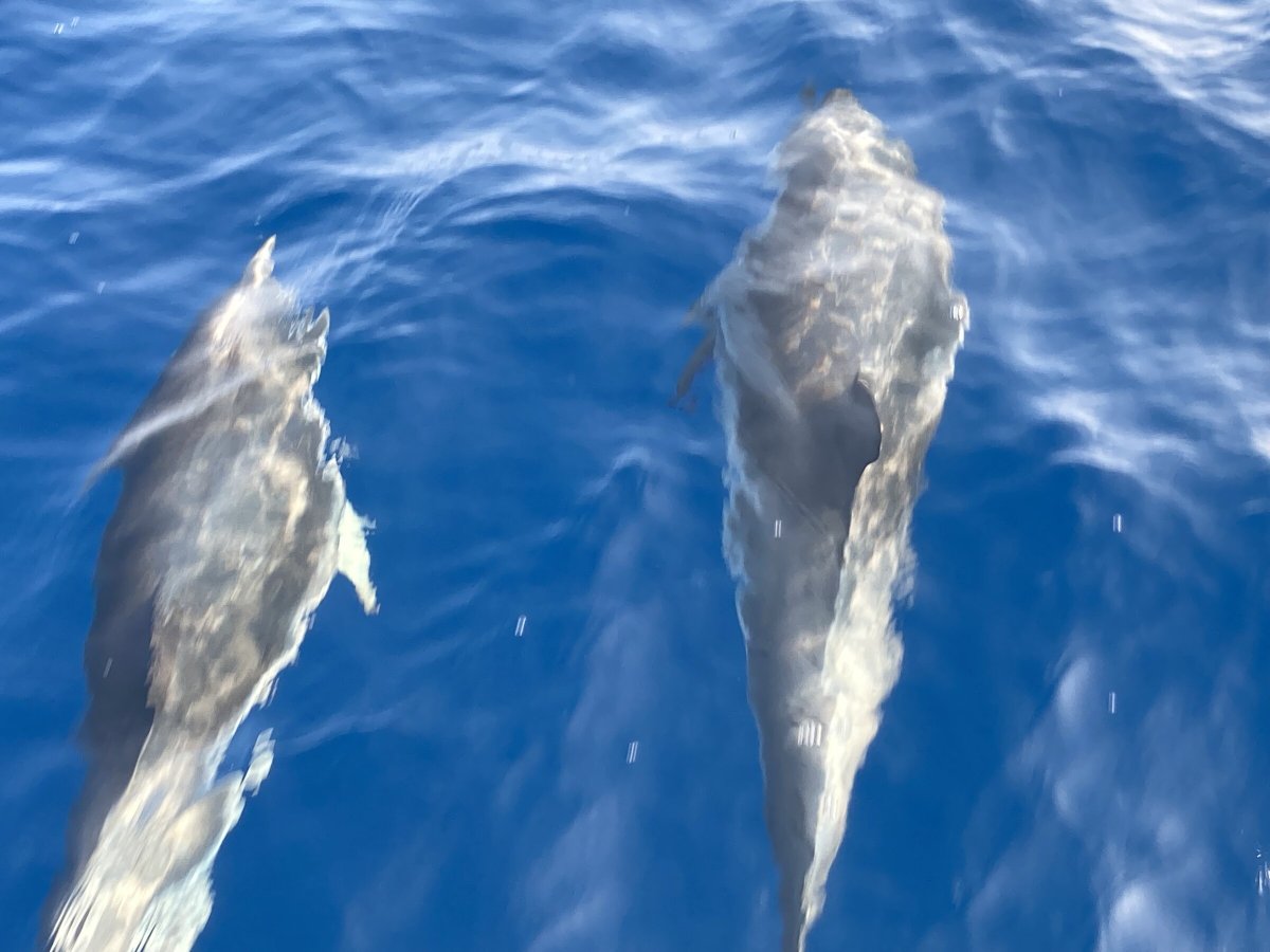 Abenteuerboote auf dem Atlantik