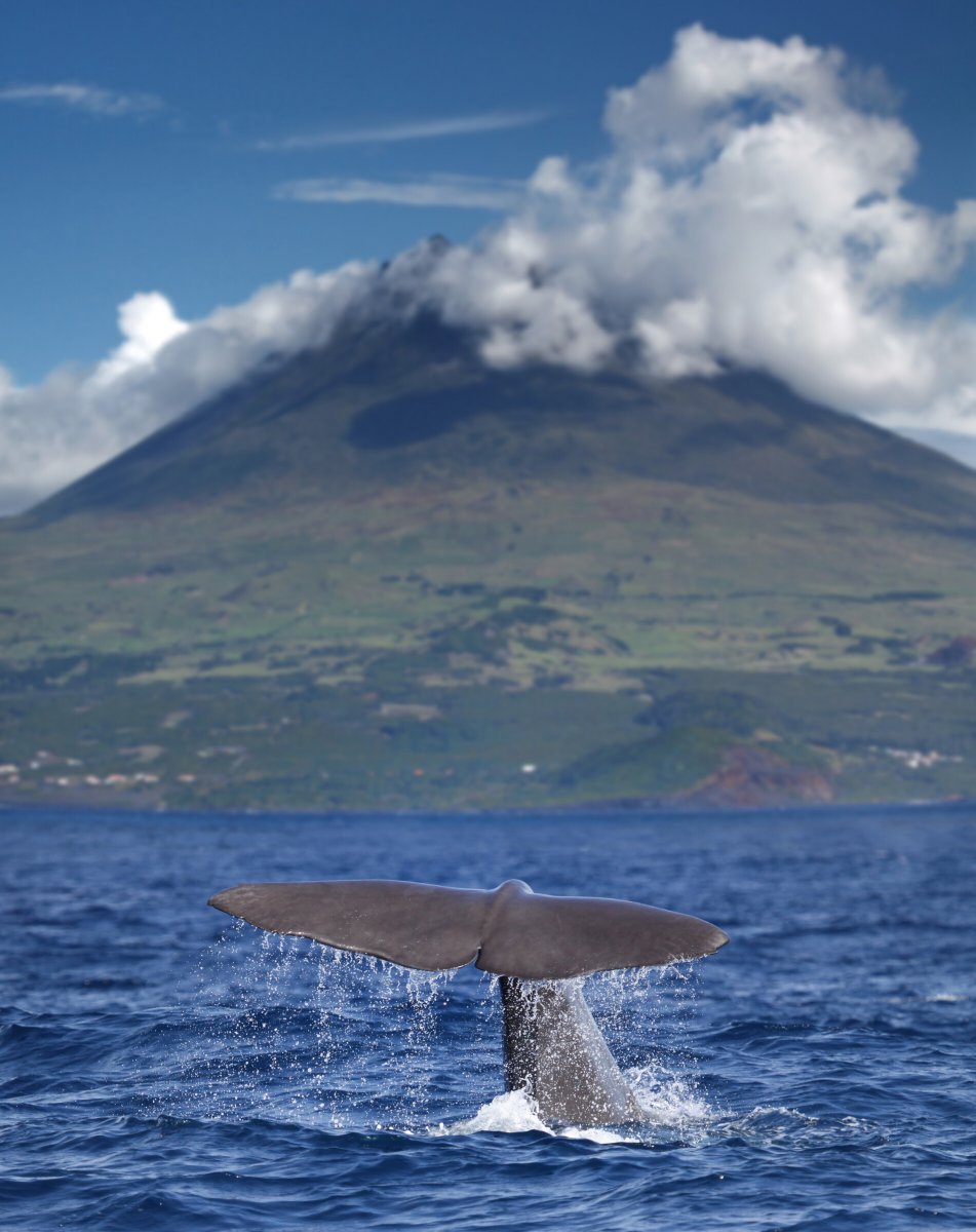 Visit the Azores Islands
