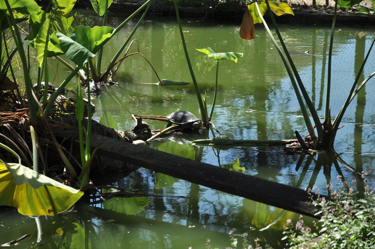 Boat trips through Paraguayan tropical rainforest