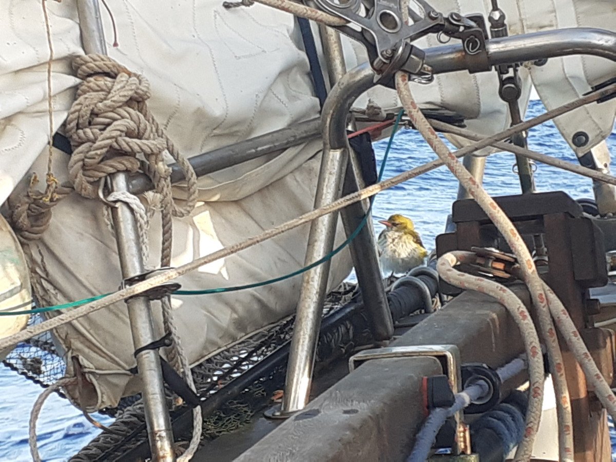 Relaja en las playas de arena blanca y nada en las aguas cristalinas de las islas Pitiusas