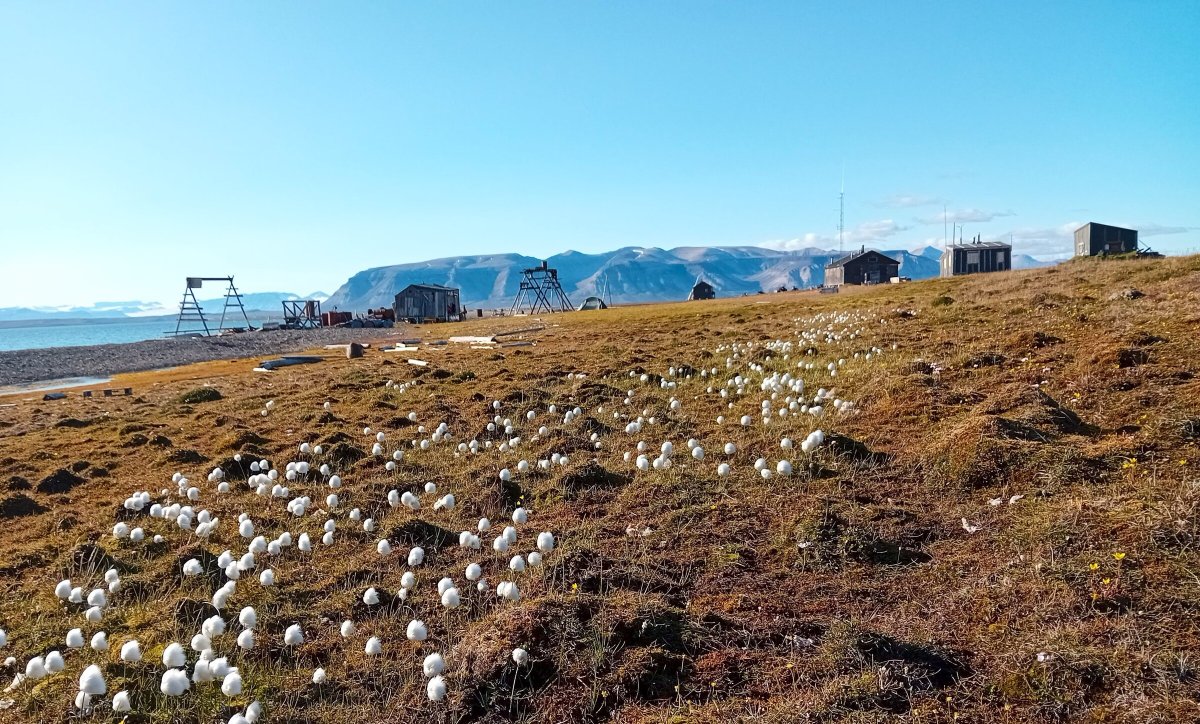Svalbard Safari-Segelboote