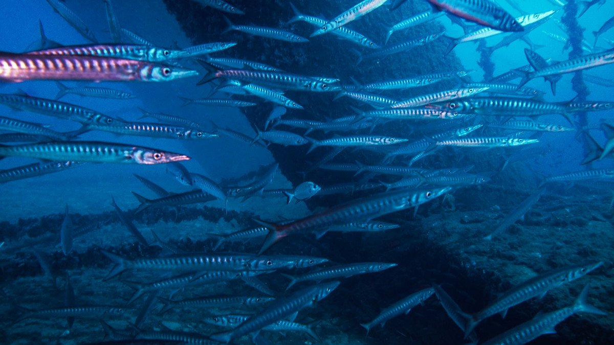 Sailing and scuba diving trip in Ibiza and Formentera, 3 nights, 5 dives