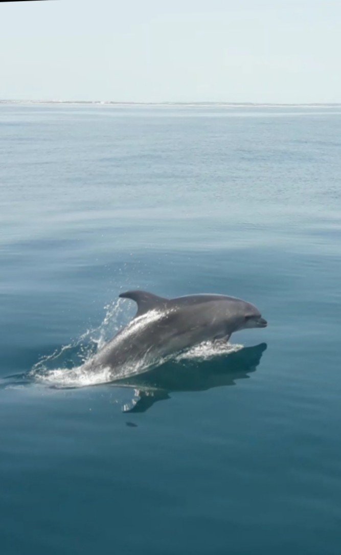 Salidas en barco de navegación por Huelva