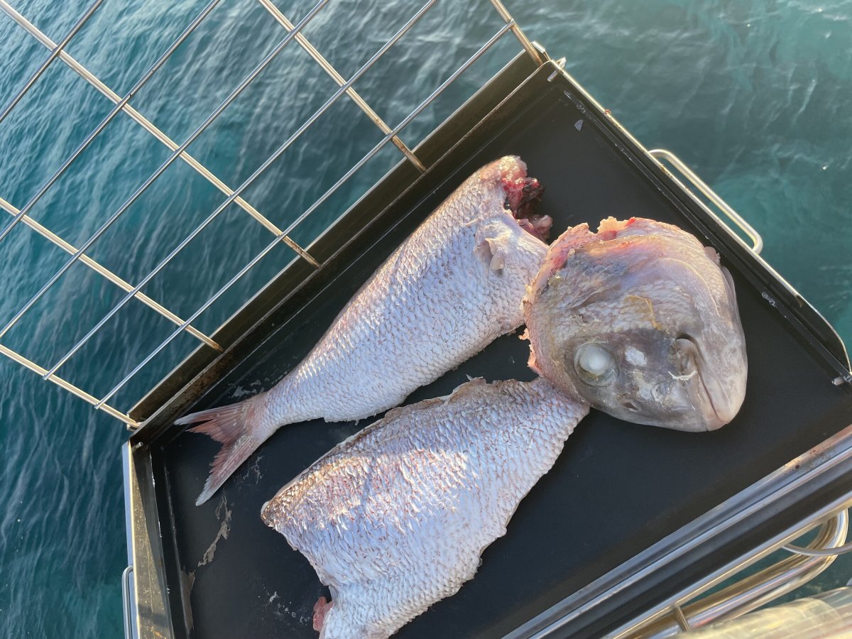 Abenteuer auf dem Meer mit einer Segelreise durch die Sparse Inseln