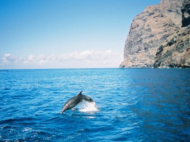 Wal- und Delfinbeobachtung auf Teneriffa