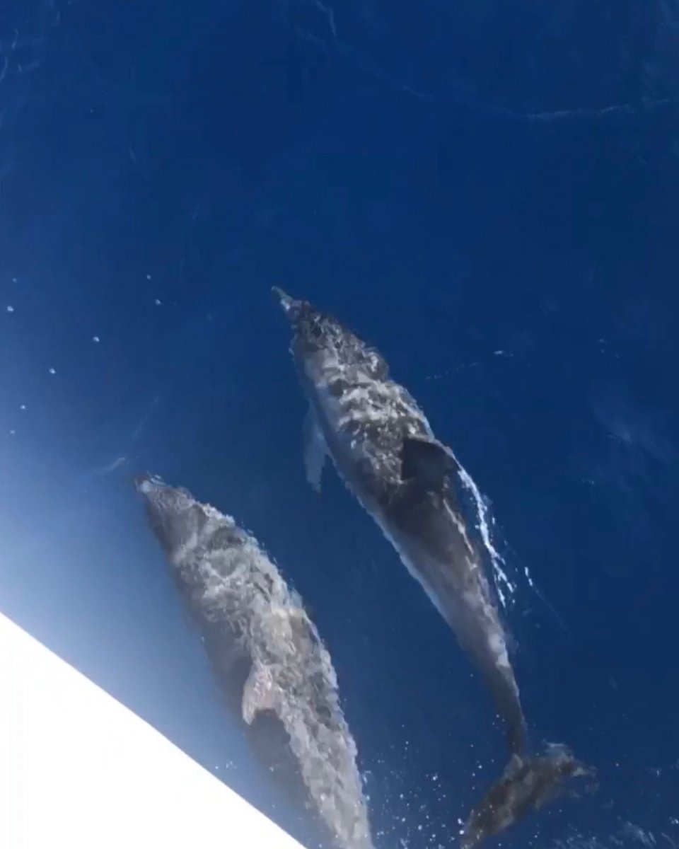 Segeln Sie von Mallorca nach Almerimar auf einer Kreuzfahrt