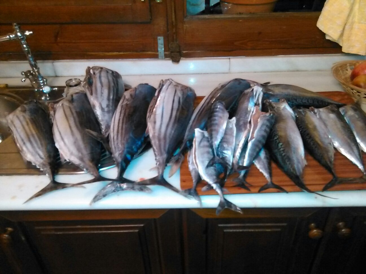 voyages in sailboat el rompido