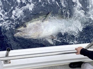 Salidas de pesca del atún en el Estrecho