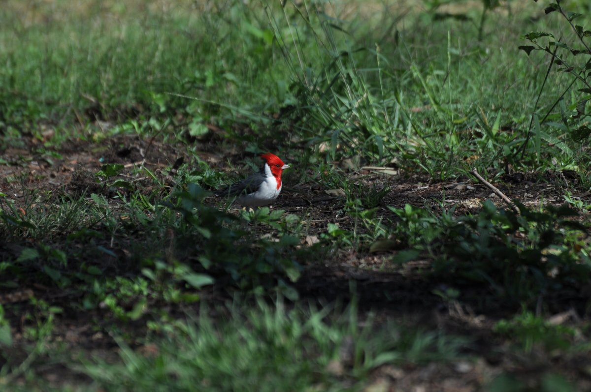 Explore the jungle on a cruise in Paraguay